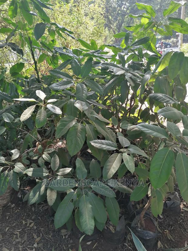 Schefrella Tree