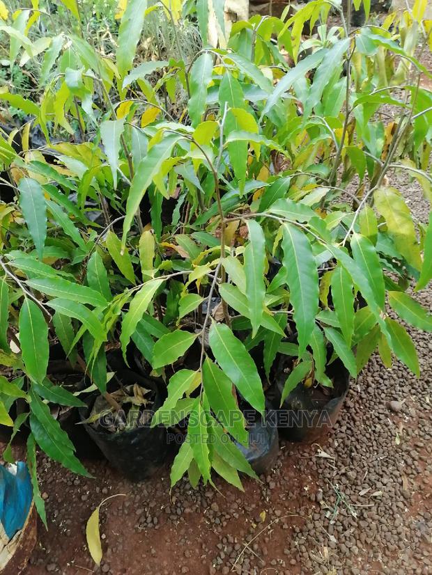 Ashok Trees - main view