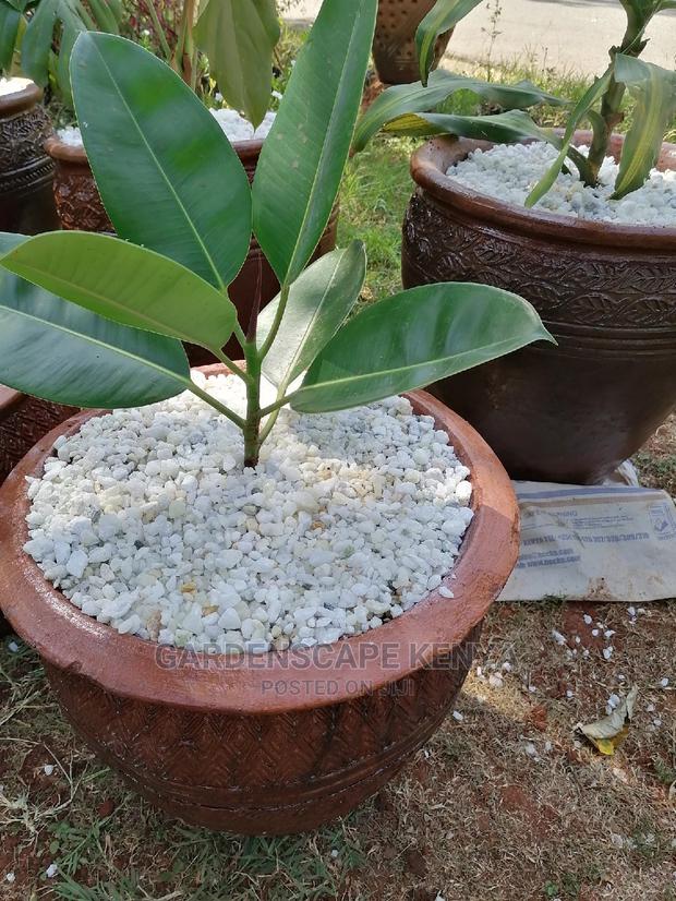 Potted Rubber Tree - main view