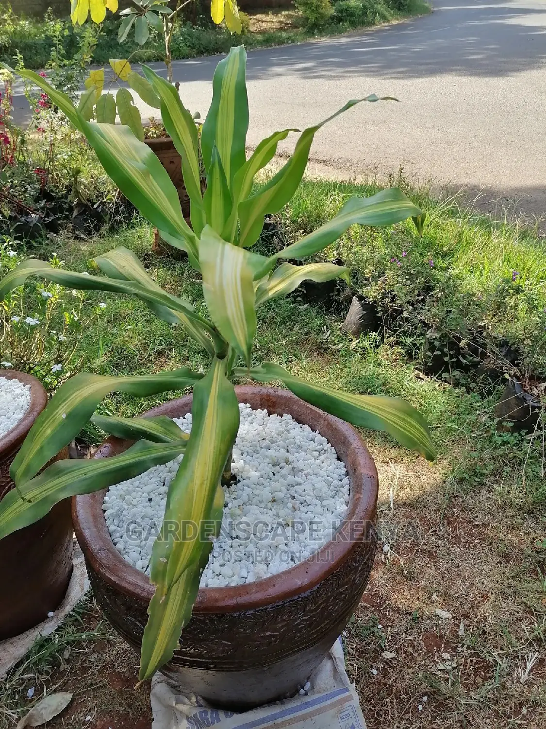 Potted Variagated Dracaena