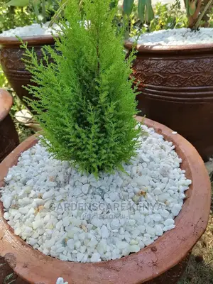 Potted Thuja Occidentalis.