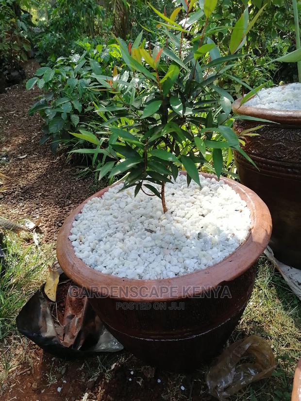 Potted Eugenia Plants