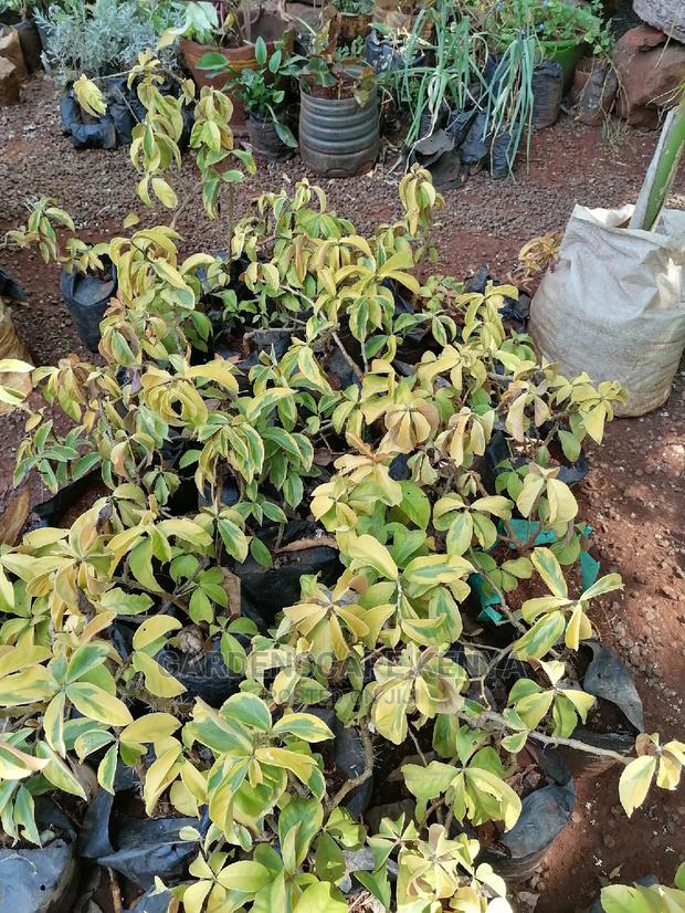 Pereskia Plants - main view
