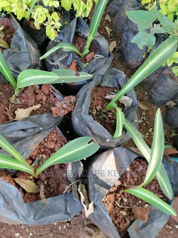 Amaryllis Plants - main view
