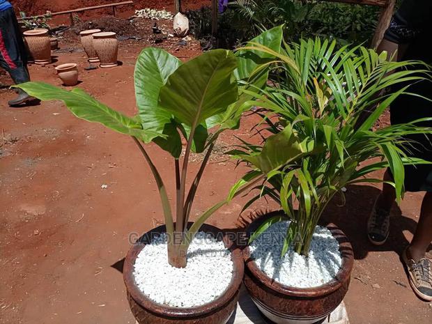 Elephant Ear Potted Plants - main view