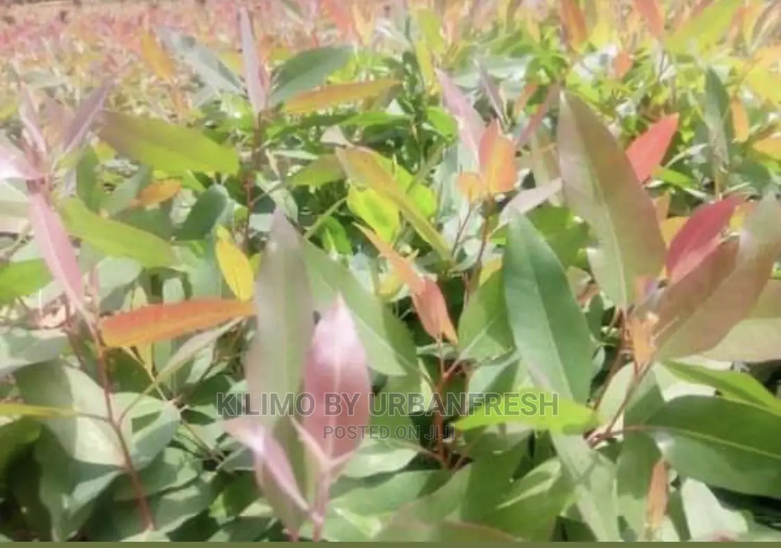 Eucalyptus Hybrid Gradis Tree Seedlings