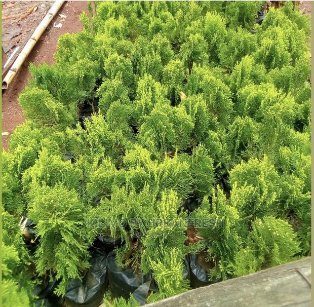 Ornamental Cypress Tree Seedlings. - main view