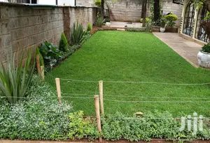 Kikuyu Zimbabwe Arabicagrass