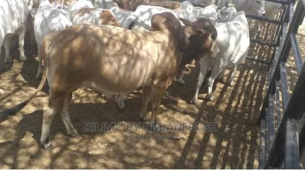 Boran Cattle. - thumbnail 3