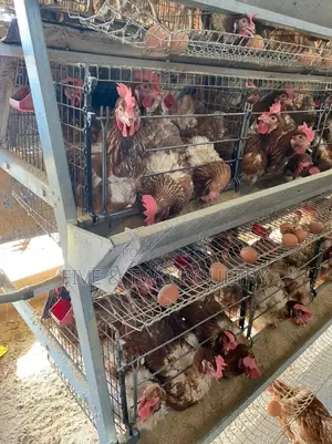 Cages With Capacity of 128birds at 31000