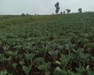 2 And) 1/2 Acre on Sale at Ihindu Naivasha Only 1km Frm Rd
