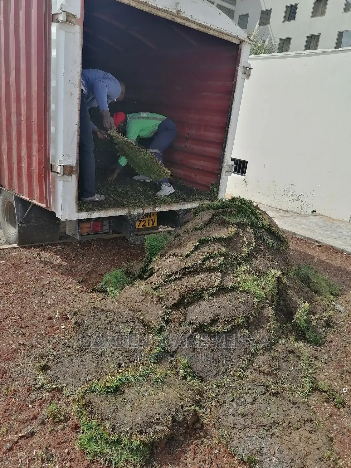 Carpet Grass(Kikuyu Grass)