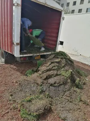 Carpet Grass(Kikuyu Grass)