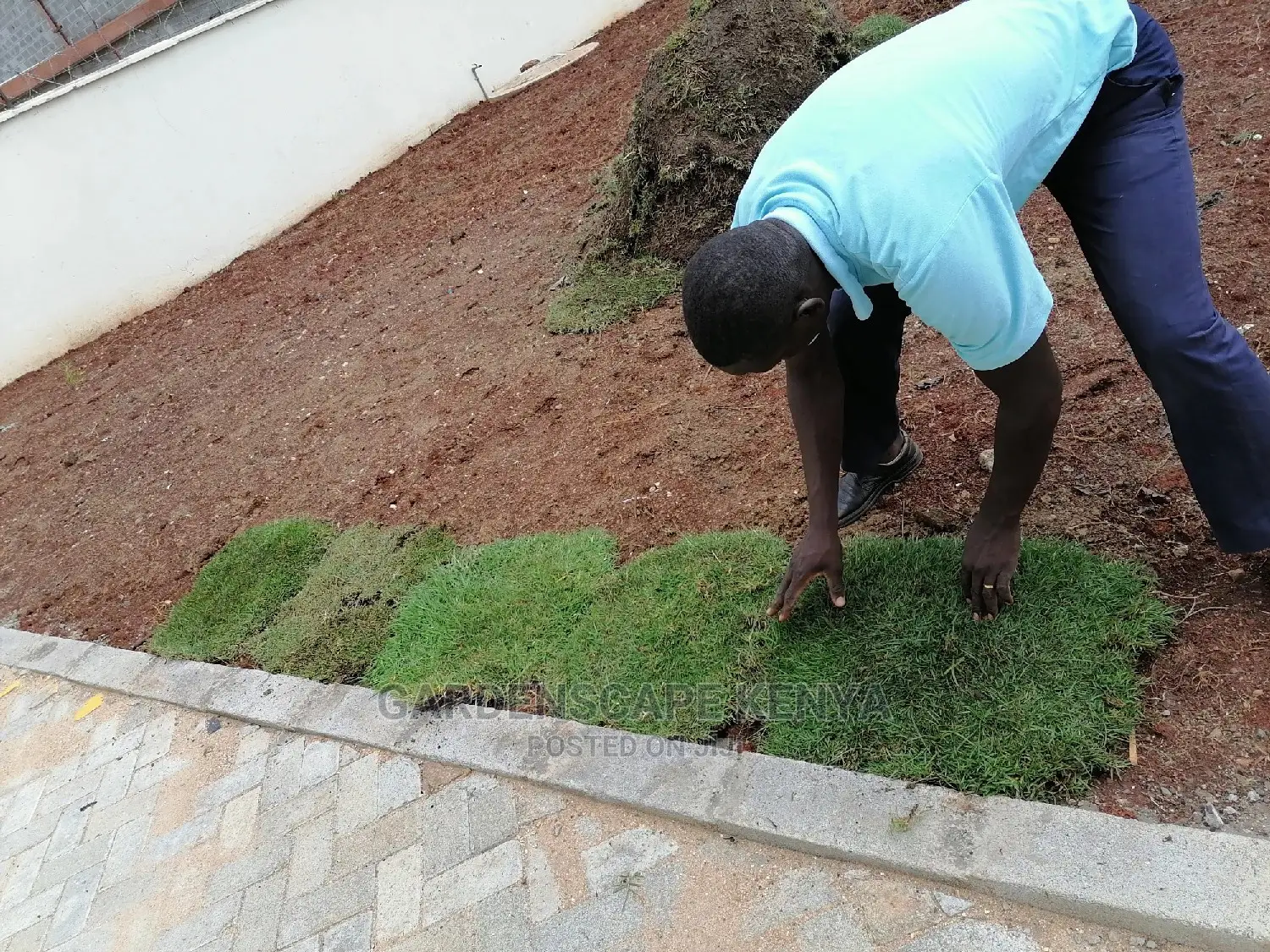 Carpet Grass(Kikuyu Grass)
