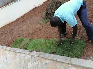 Carpet Grass(Kikuyu Grass)