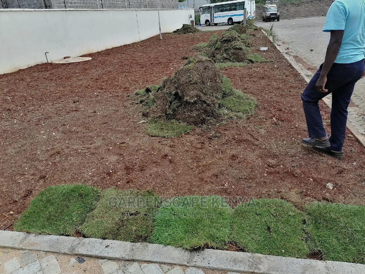 Carpet Grass(Kikuyu Grass)