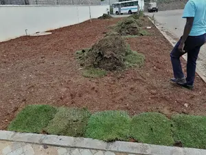 Carpet Grass(Kikuyu Grass) Per Piece