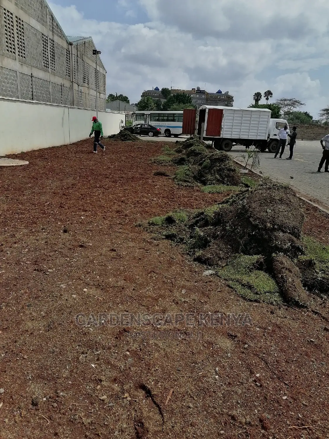 Carpet Grass(Kikuyu Grass)