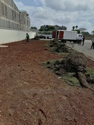 Carpet Grass(Kikuyu Grass) Per Piece