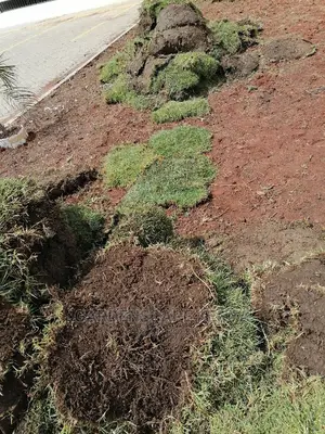 Carpet Grass(Kikuyu Grass) Per Piece