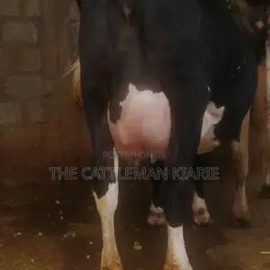 Incalf Heifer