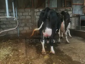 Incalf Heifer