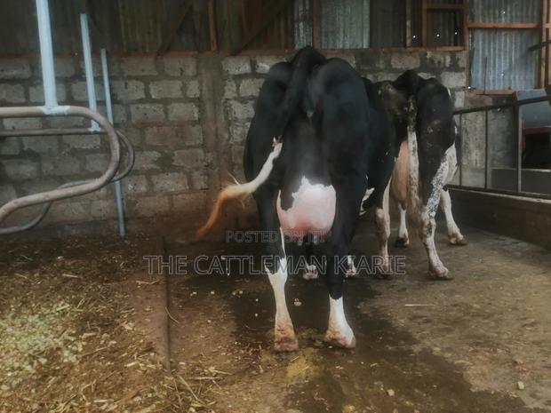 Incalf Heifer - thumbnail 3