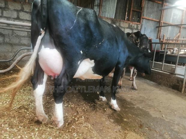 Incalf Heifer - main view