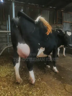Incalf Heifer
