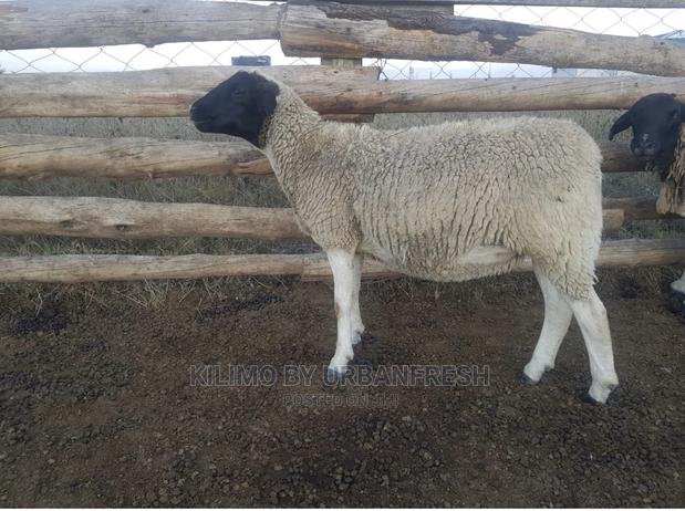 Dorper Sheep Available Lambs ,Ewes Rams - thumbnail 5