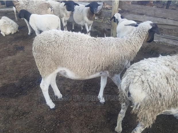 Dorper Sheep Available Lambs ,Ewes Rams - thumbnail 6