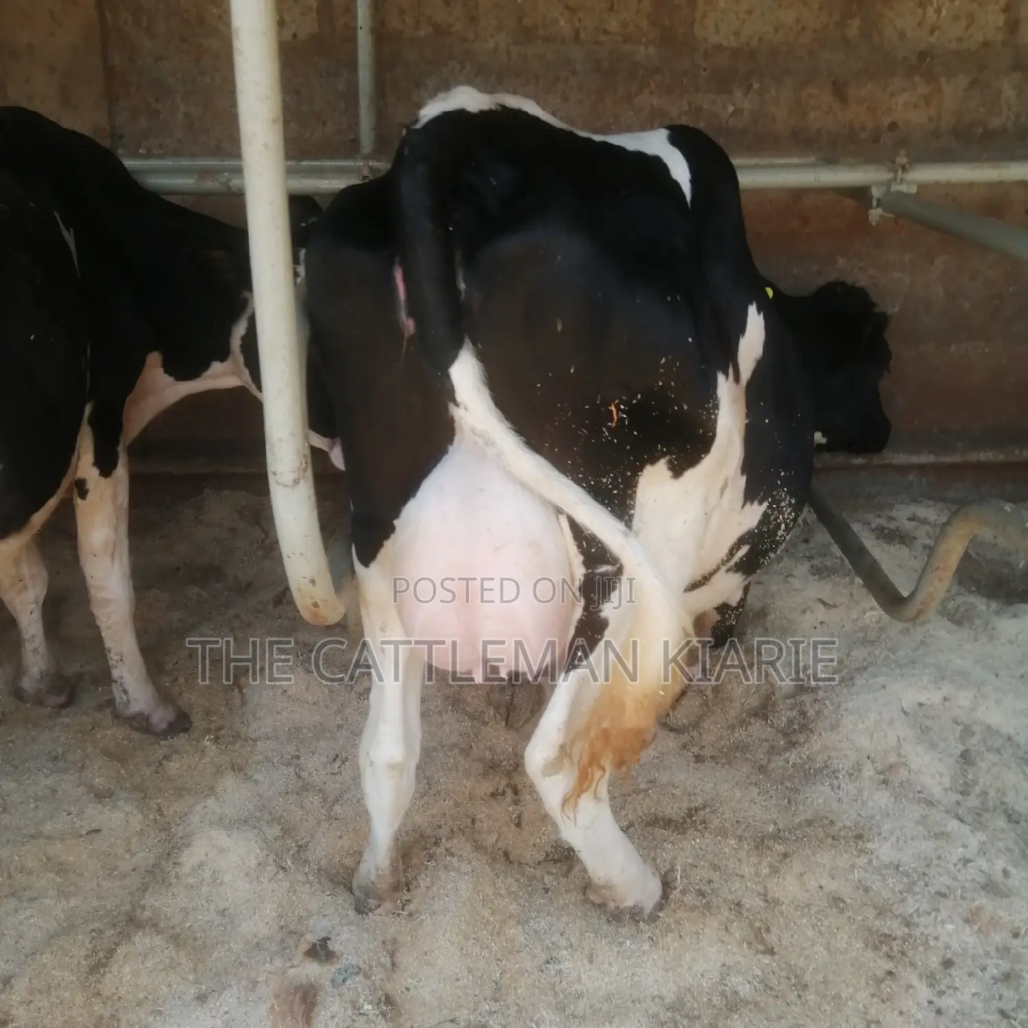 Pedigree Friesian