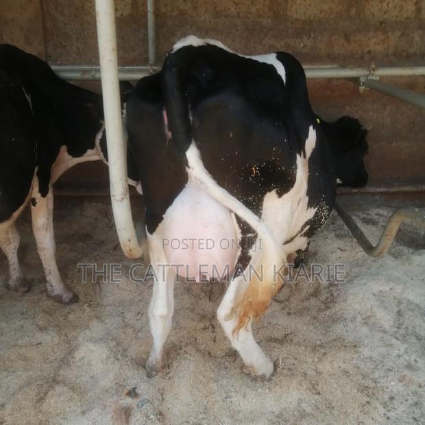 Pedigree Friesian - main view