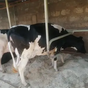Pedigree Friesian
