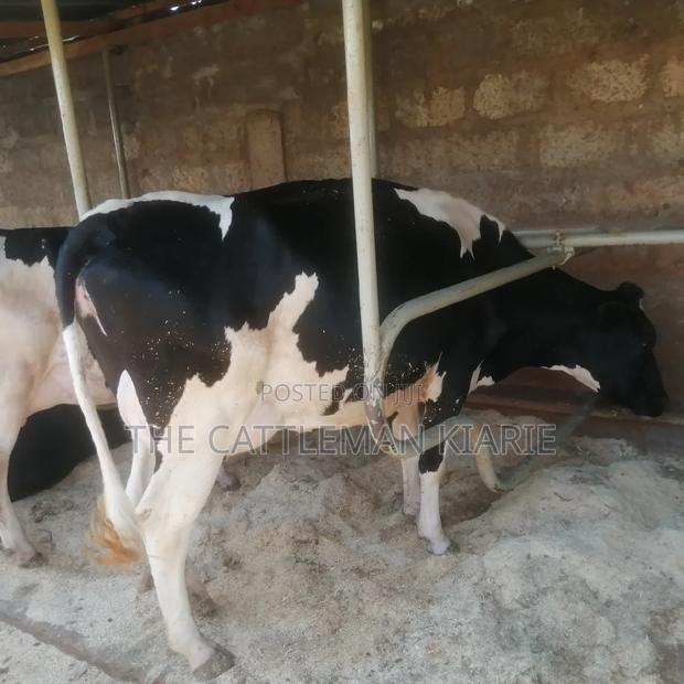 Pedigree Friesian - thumbnail 3