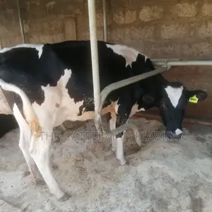 Pedigree Friesian