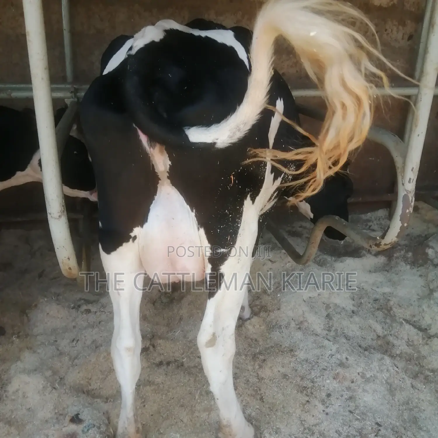 Pedigree Friesian