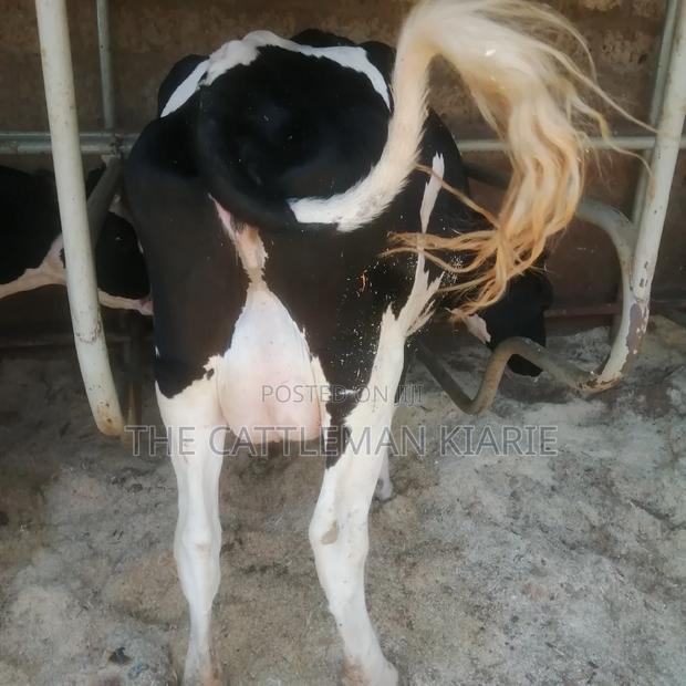 Pedigree Friesian - thumbnail 6