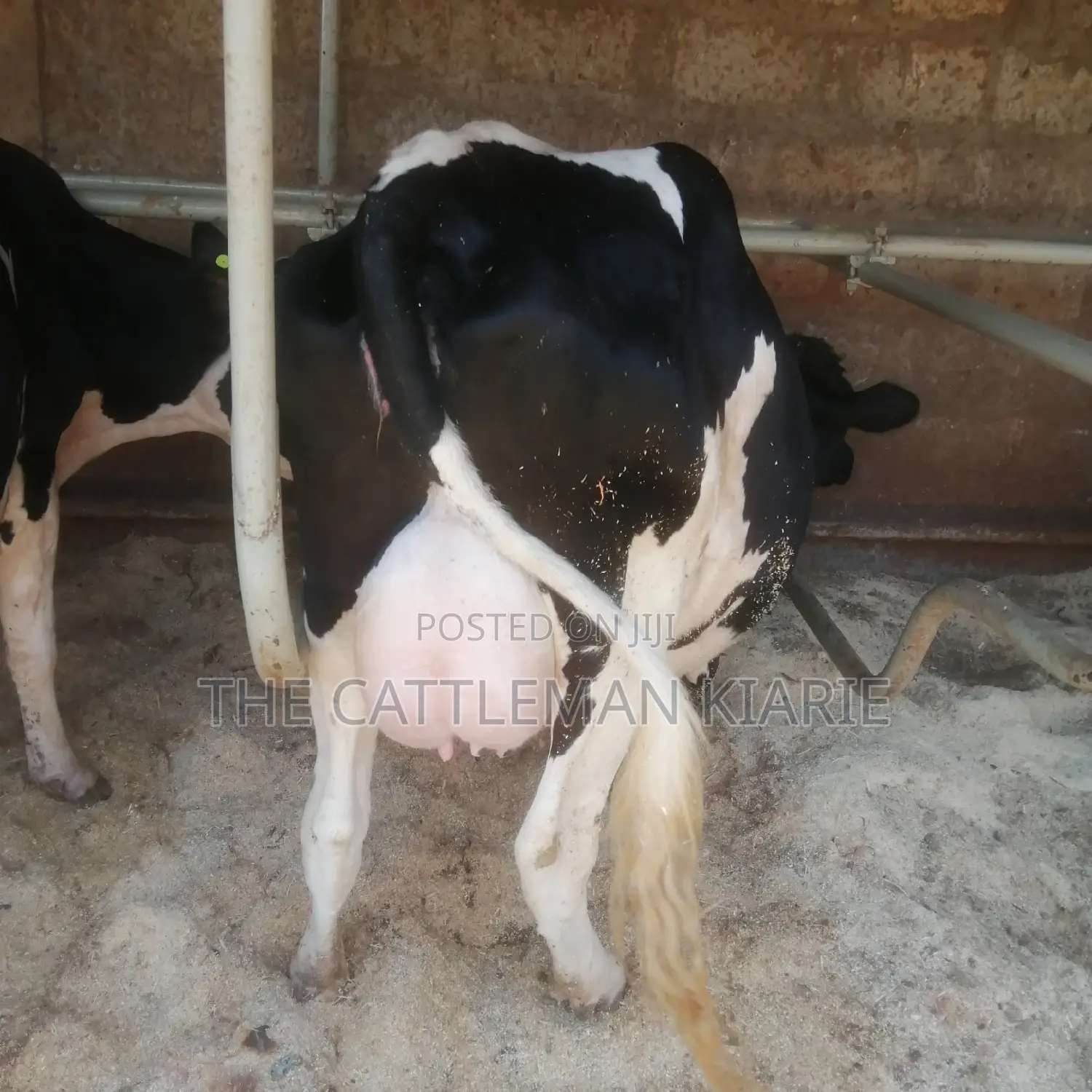 Pedigree Friesian
