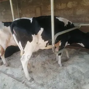 Pedigree Friesian
