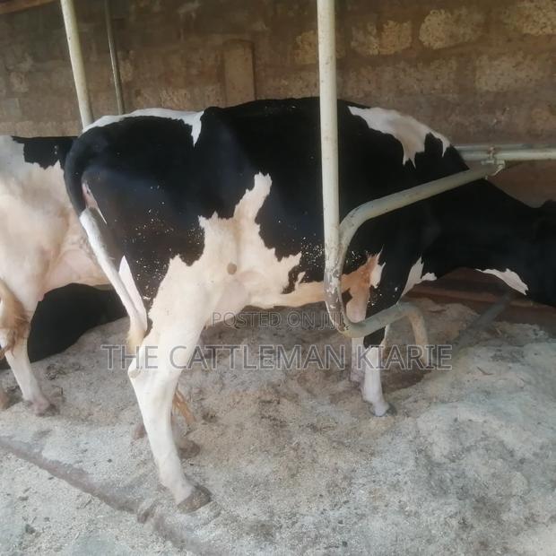 Pedigree Friesian - thumbnail 4