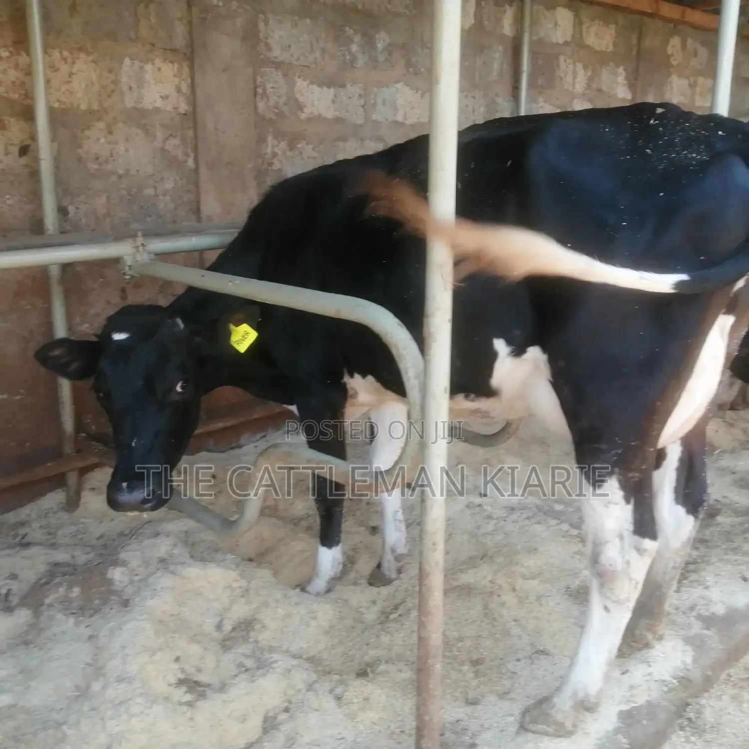 Lactating Cow