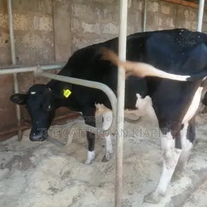 Lactating Cow