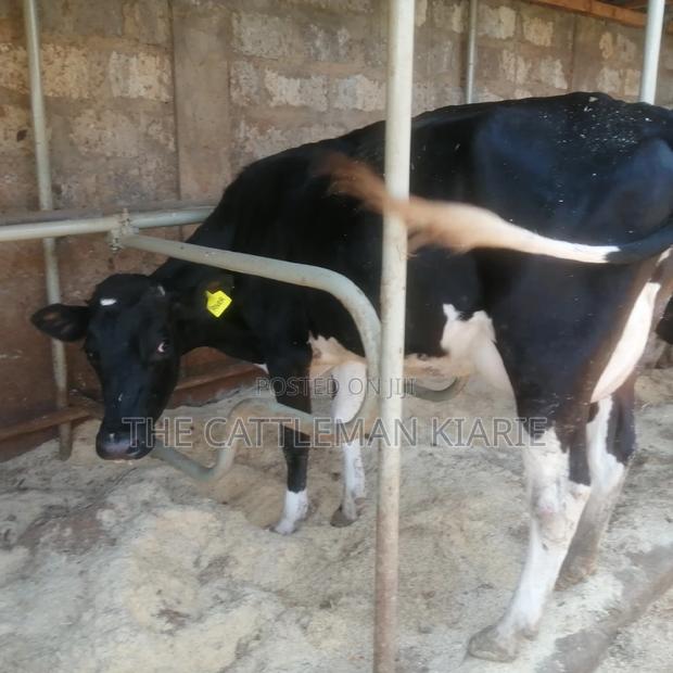 Lactating Cow - thumbnail 4