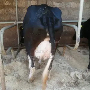Lactating Cow