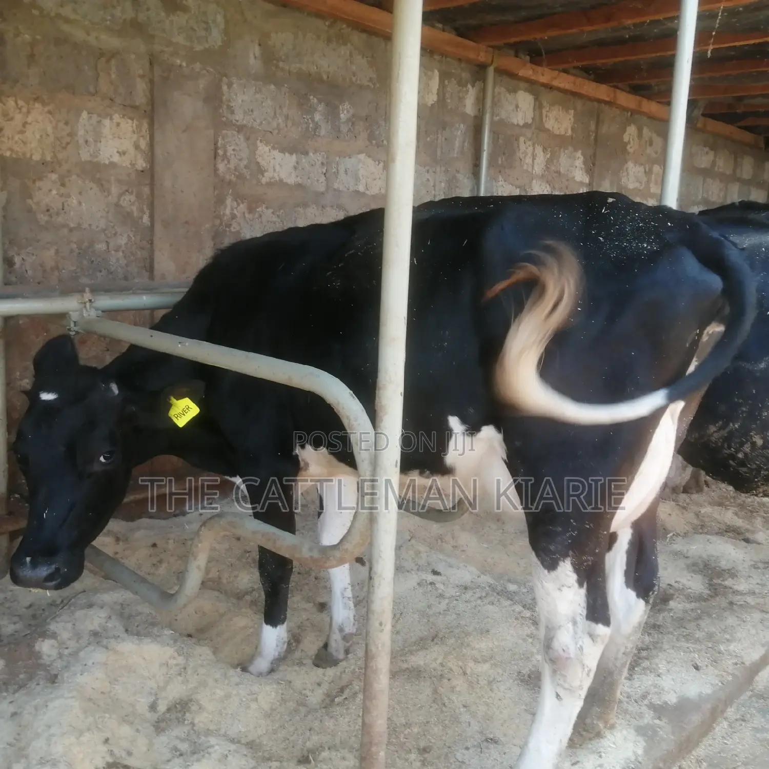 Lactating Cow