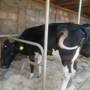 Lactating Cow