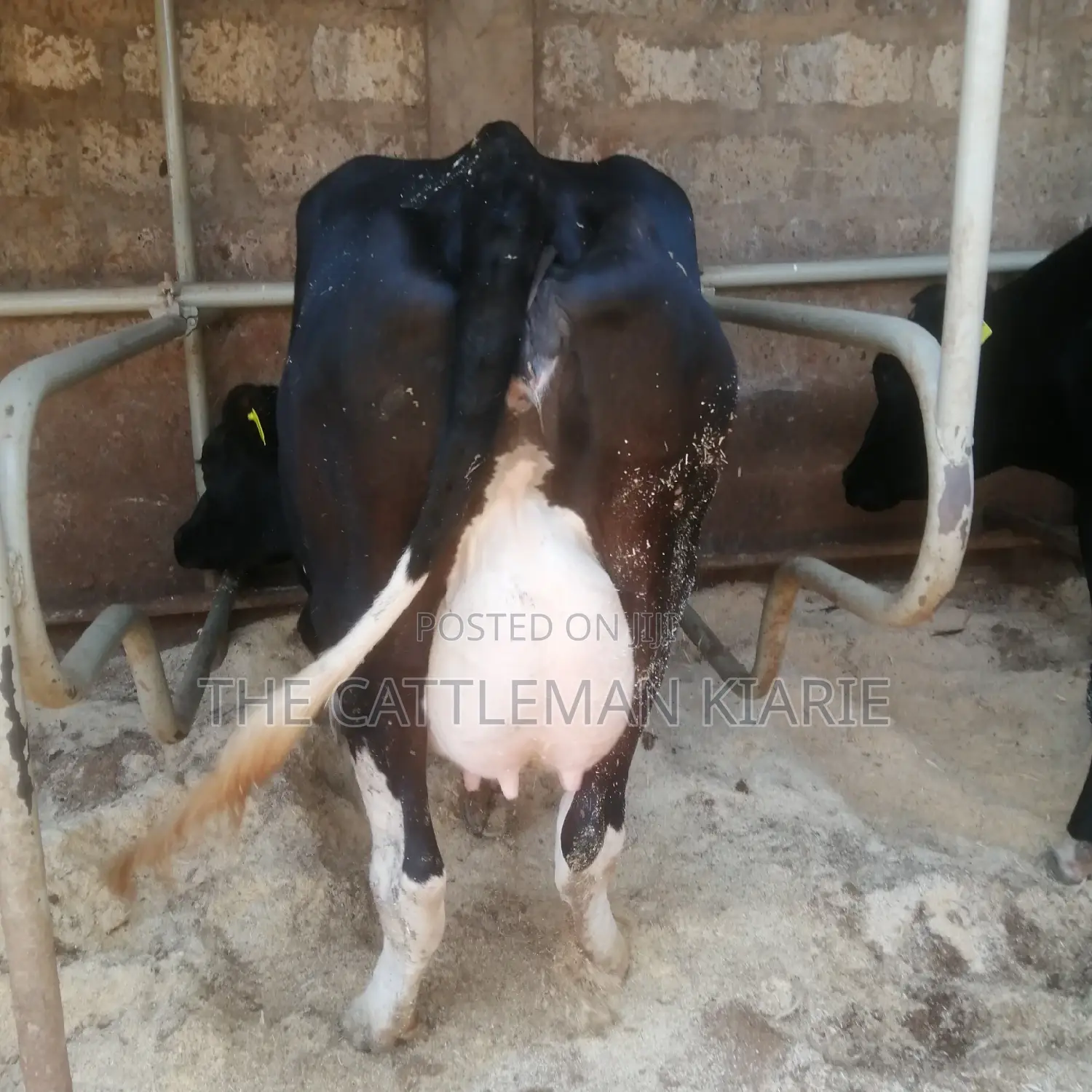 Lactating Cow