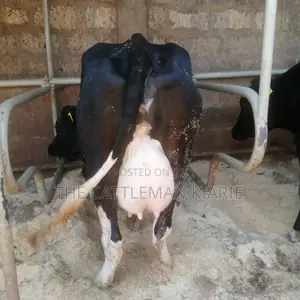Lactating Cow