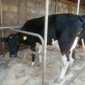 Lactating Cow